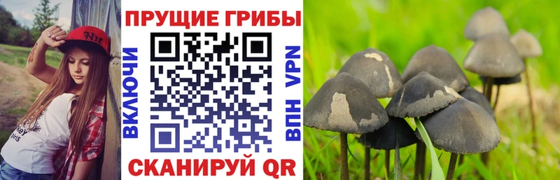 сайты даркнета официальный сайт  Железногорск  Галлюциногенные грибы мухоморы 